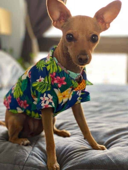 muumuu rainbow_dog-shirt-blue-plumeria-pineapple